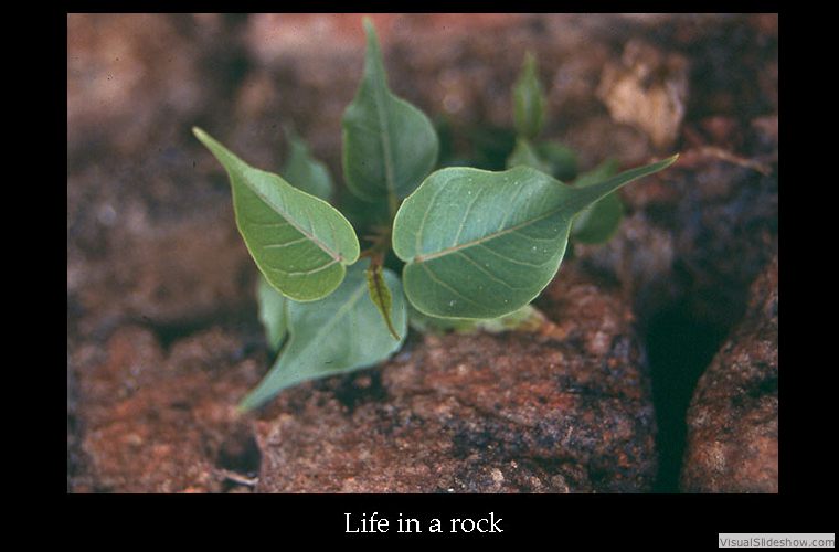 life_in_a_rock